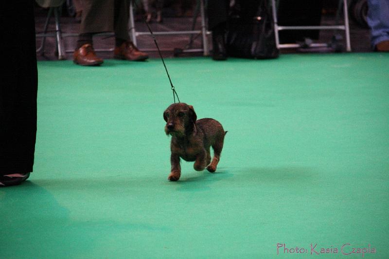 Crufts2011_2 765.jpg